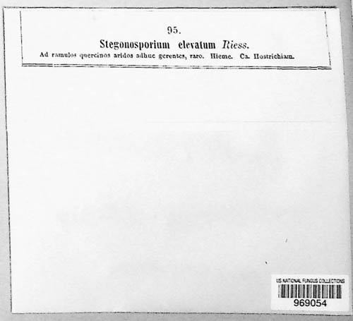 Coryneum elevatum image